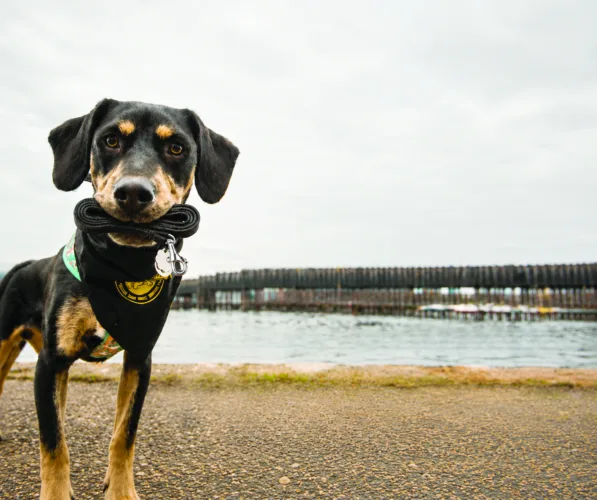 Strut your Mutt charity walk to be held Oct. 3
